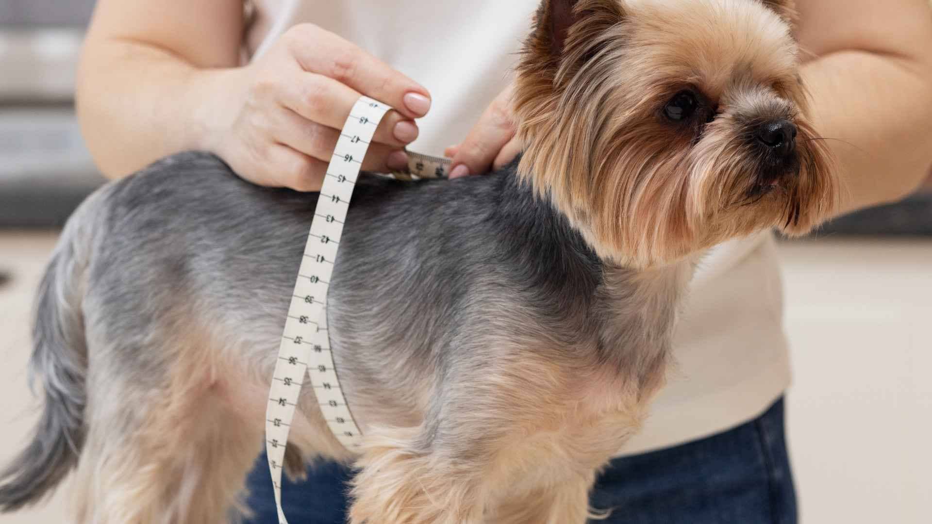 Hacer engordar a un perro